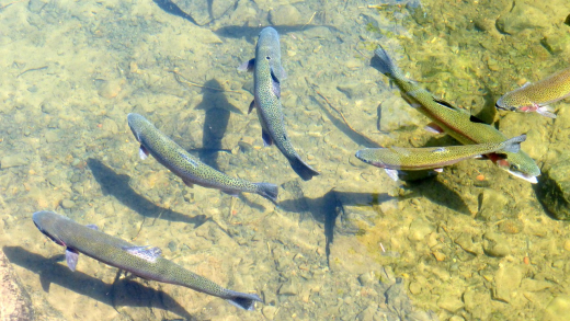 M6 Fisch & Co (1 Stunde) zzgl. zzgl. pauschal 100 Euro pro Klasse / Gruppe nicht alleine buchbar M6 Fisch & Co (1 Stunde) zzgl. zzgl. pauschal 100 Euro pro Klasse / Gruppe nicht alleine buchbar